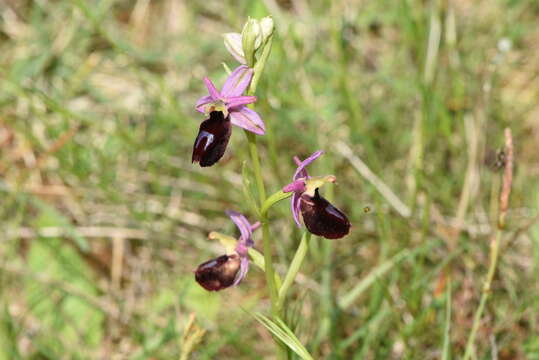 Image of Ophrys ferrum-equinum subsp. gottfriediana (Renz) E. Nelson