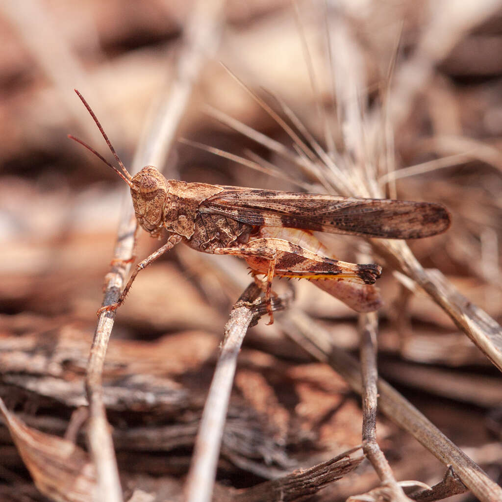 Image of Ridged Grasshopper