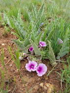 Image of Ipomoea ommanneyi Rendle