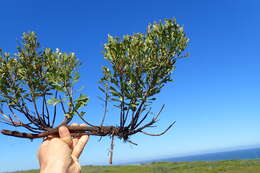 Image of Morella quercifolia (L.) D. J. B. Killick