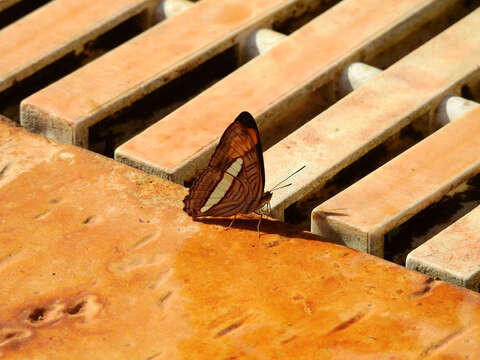 Imagem de Adelpha falcipennis