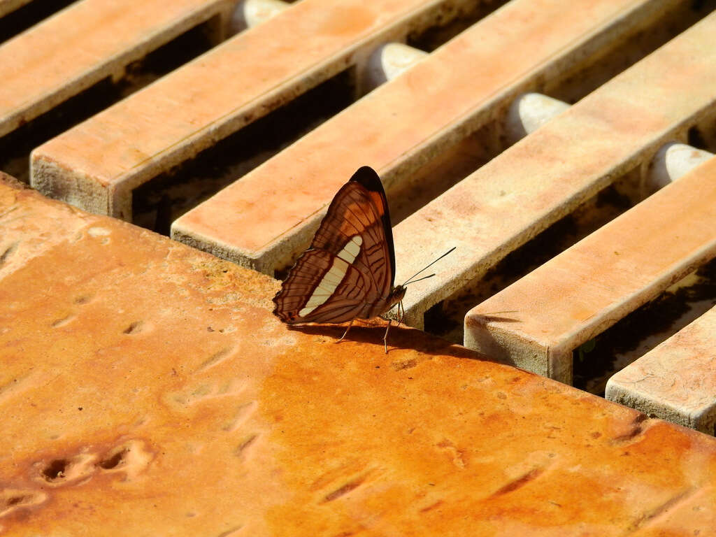 Image of Adelpha falcipennis