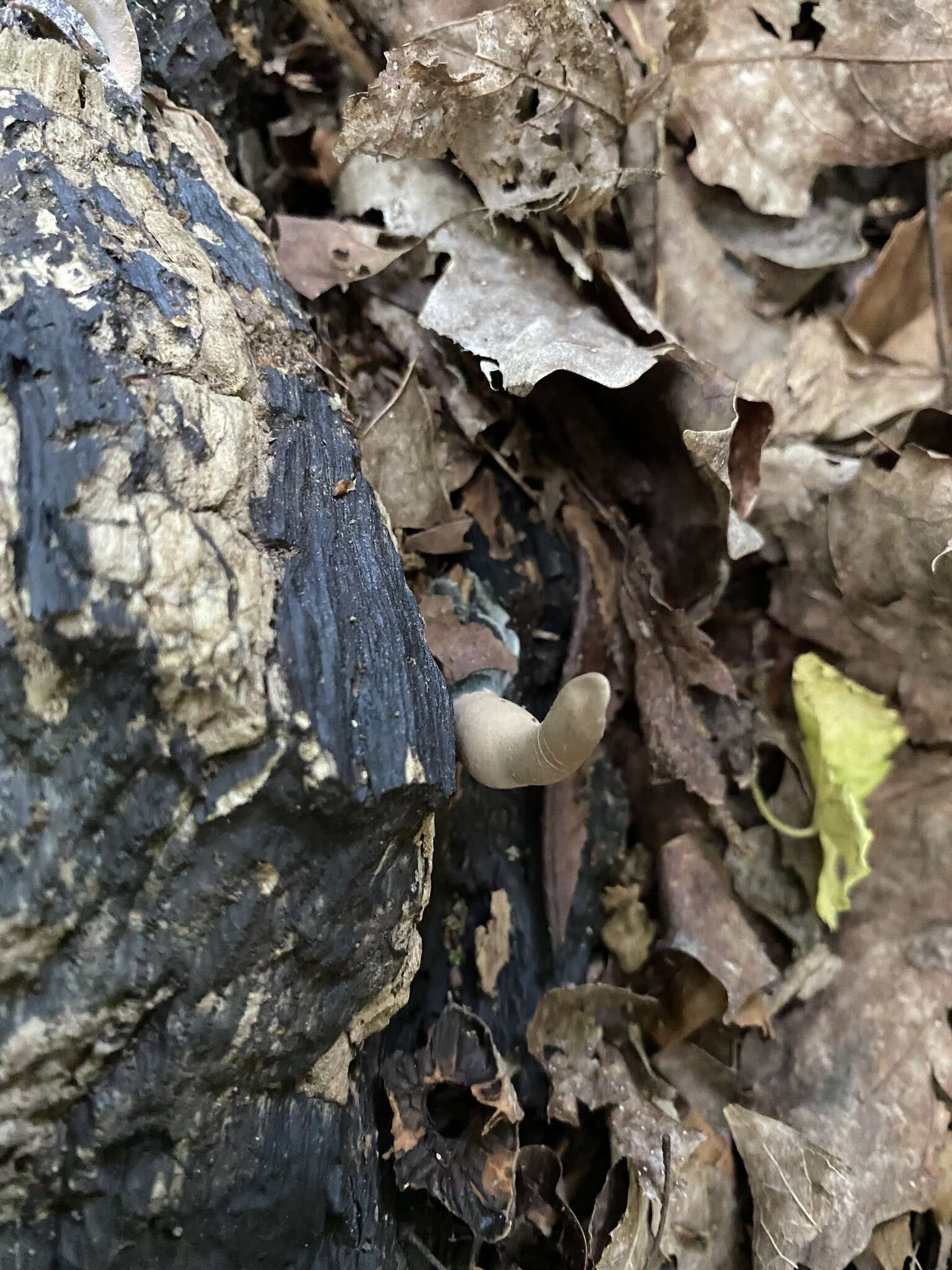 Image of Xylaria ellisii