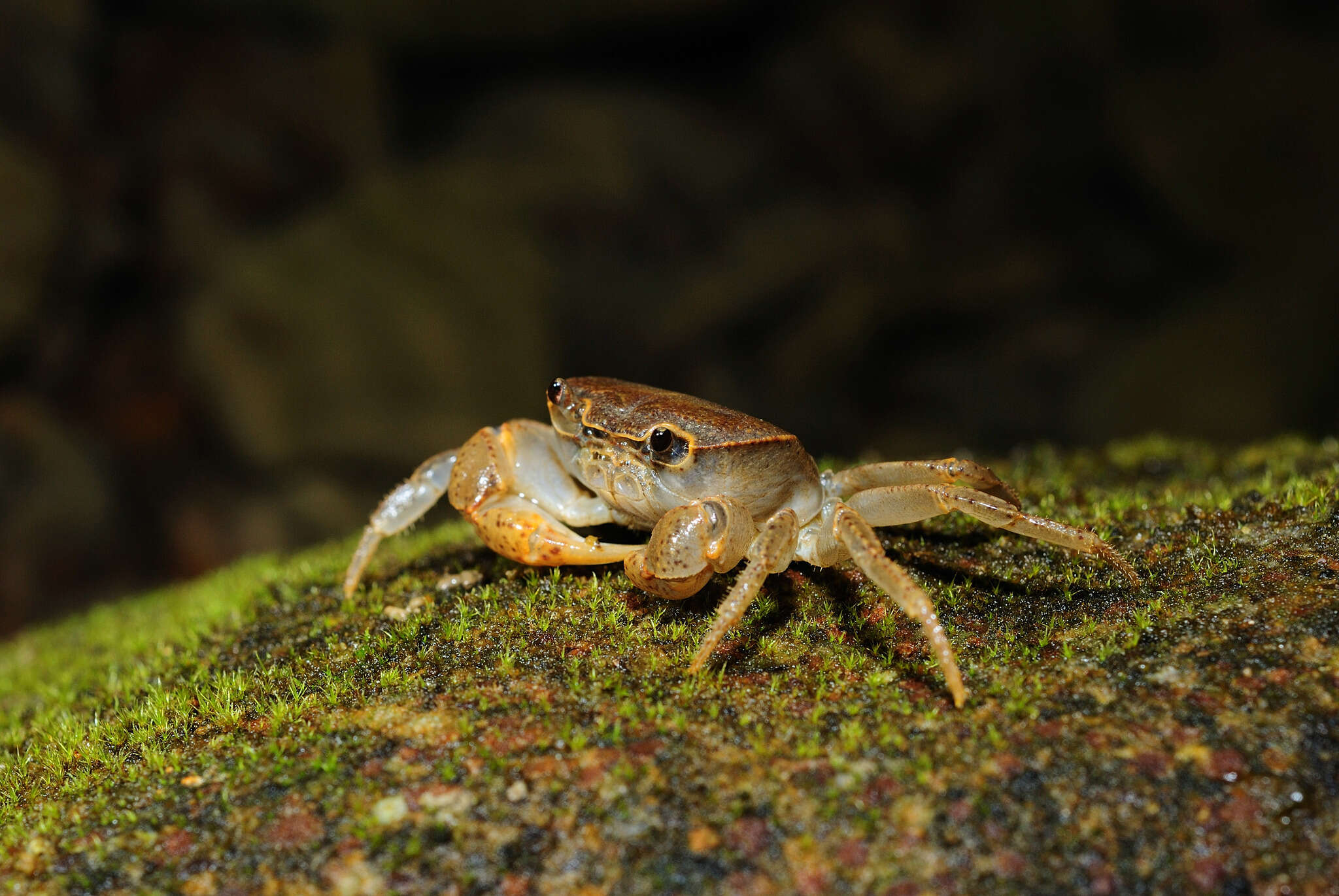 Image of Geothelphusa tsayae Shy, Ng & Yu 1994