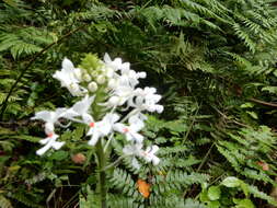 Image of Christmas orchid