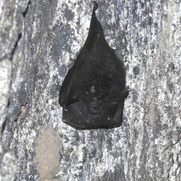 Image of Beddome's Horseshoe Bat