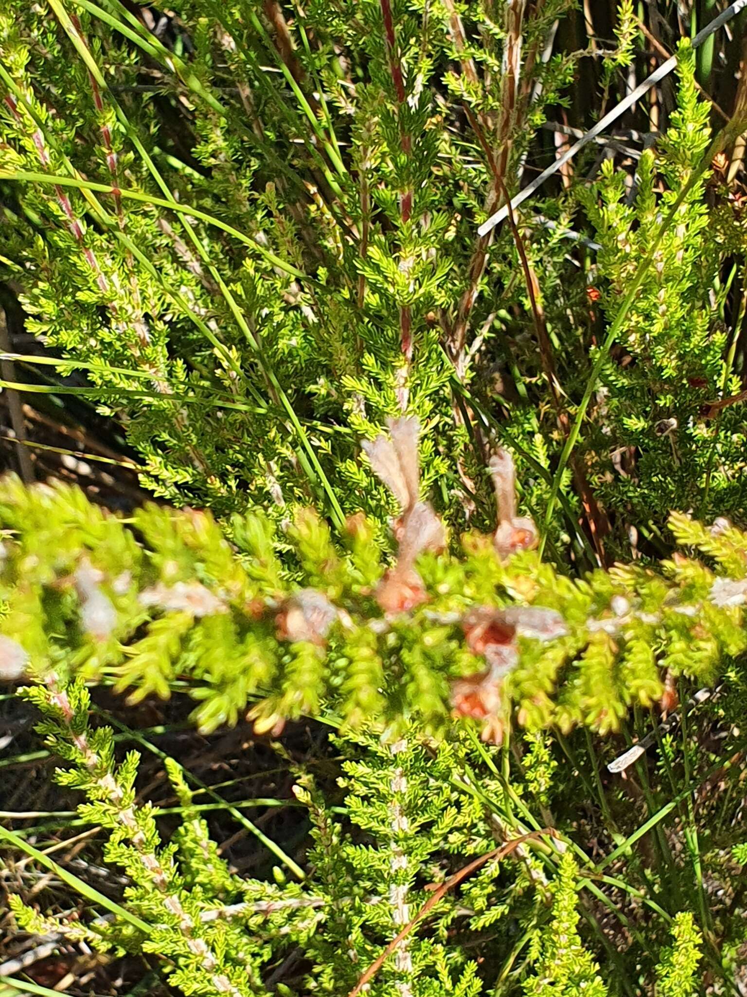 Image of Erica perspicua subsp. perspicua