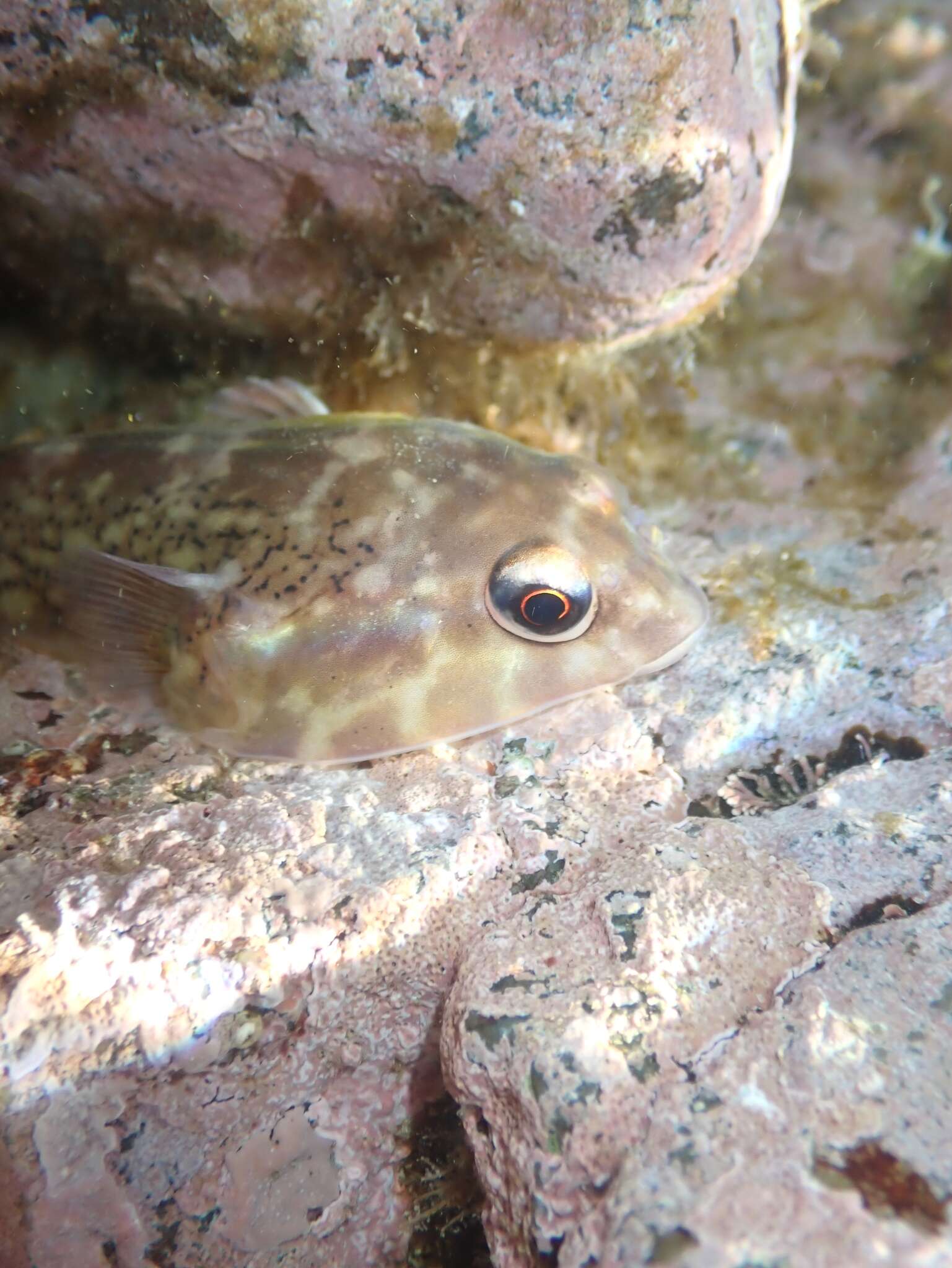 Image of Orange clingfish