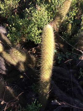 Image of snakecactus