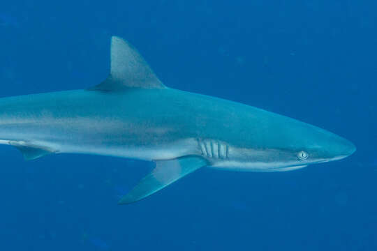 Image of Gray Reef Shark