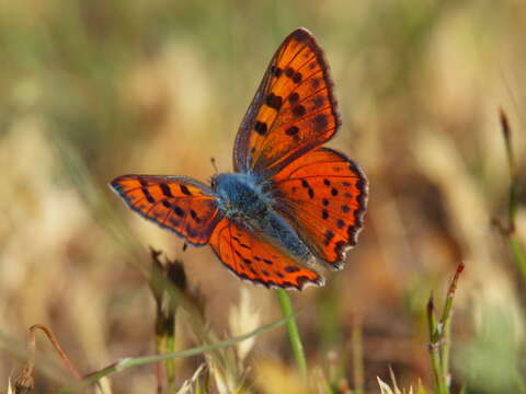 Image of Lycaena alciphron gordius