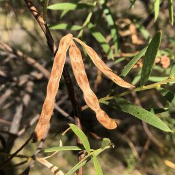 Image of Acacia cochlearis (Labill.) H. L. Wendl.