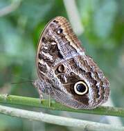 Imagem de Caligo illioneus pampeiro Fruhstorfer 1904