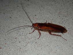 Image of Broad Wood Cockroach