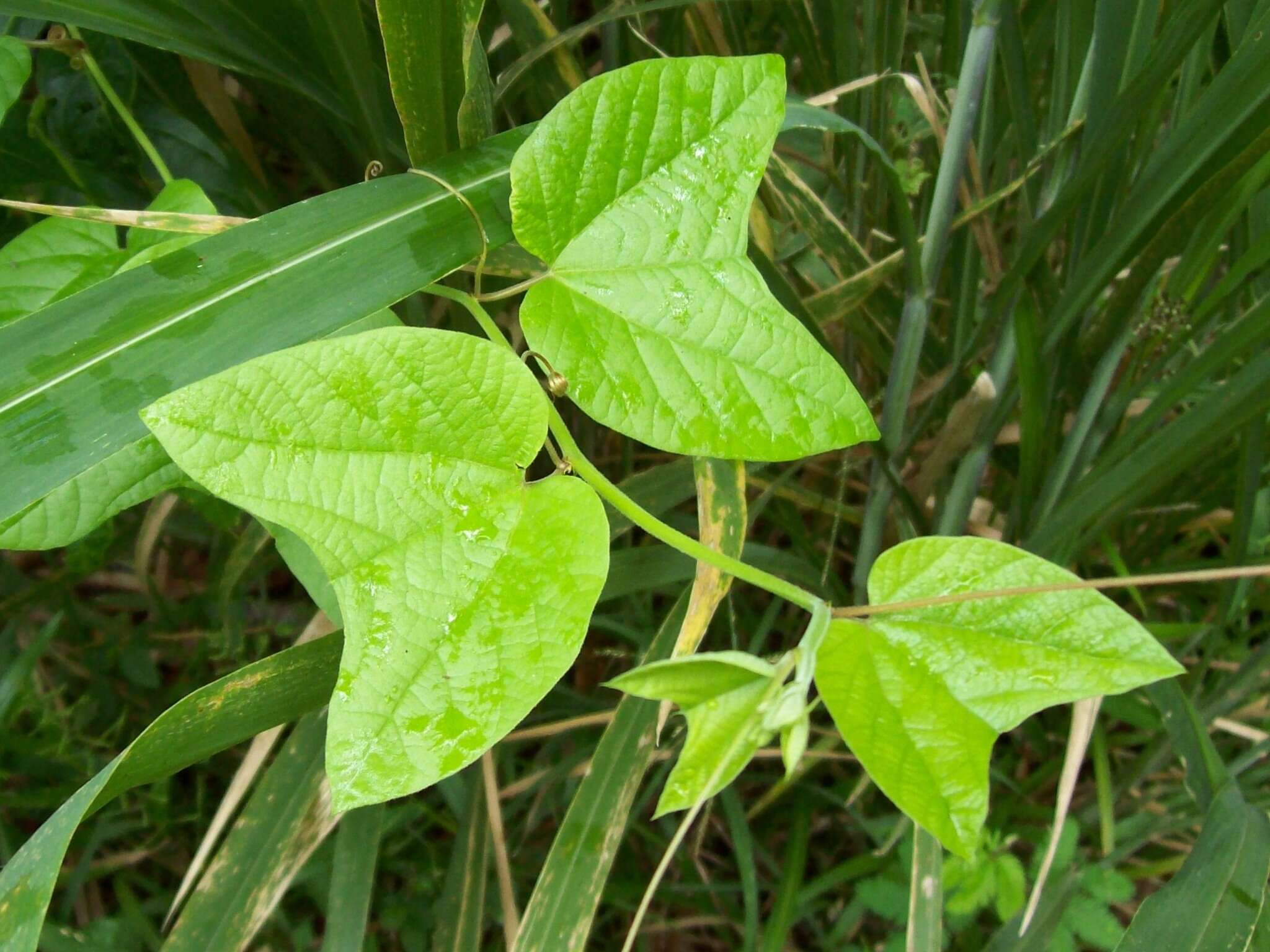 Image de Passiflora rubra L.