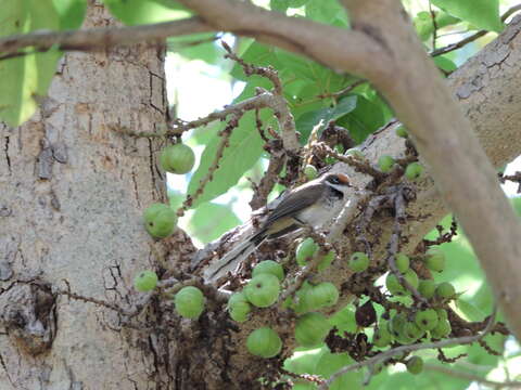 Image of Arafura Fantail