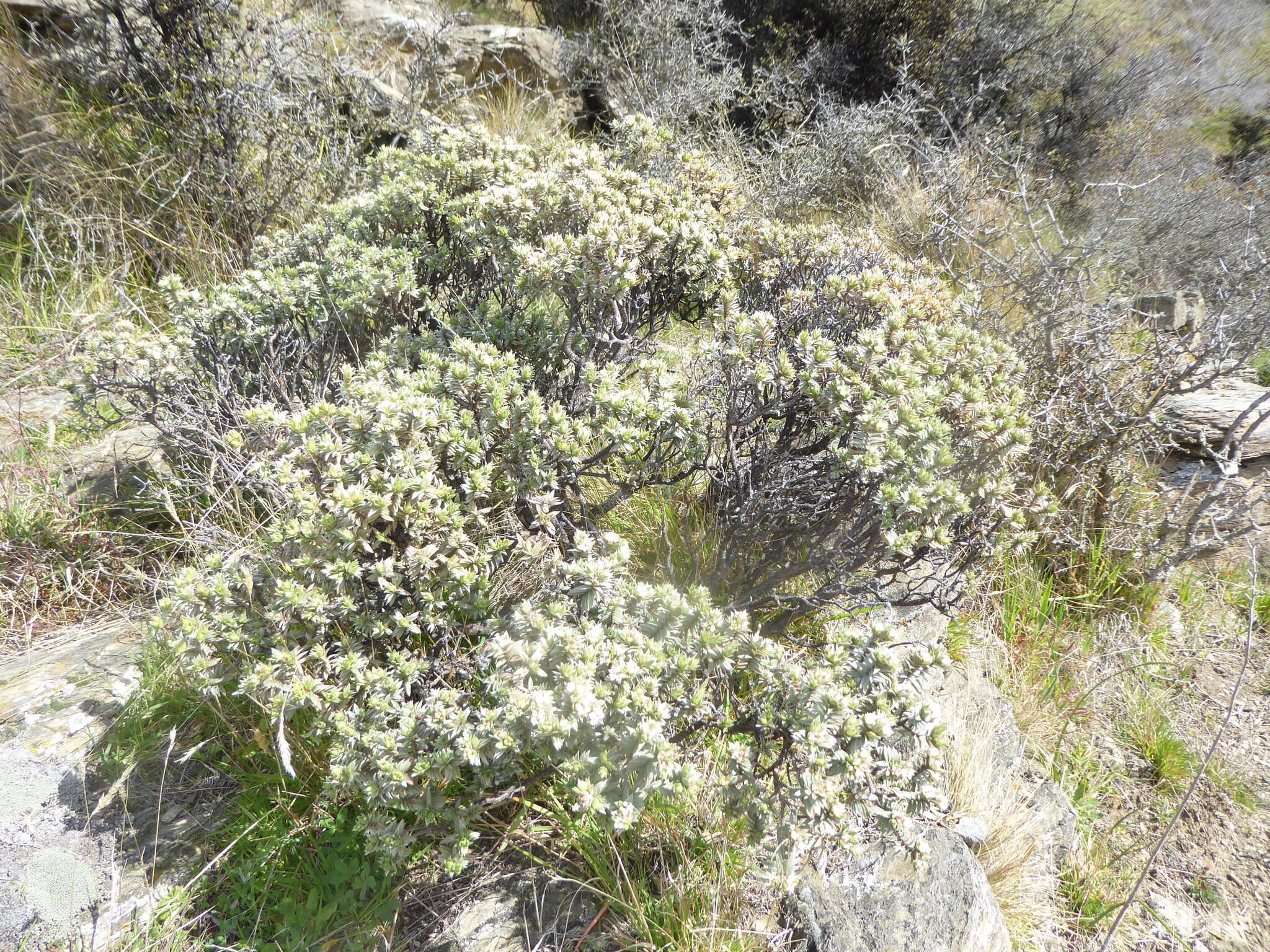 Image of Pimelea aridula Cockayne