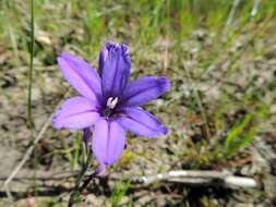 Image of Babiana leipoldtii G. J. Lewis