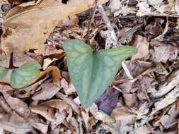 Image de Hexastylis arifolia (Michx.) Small