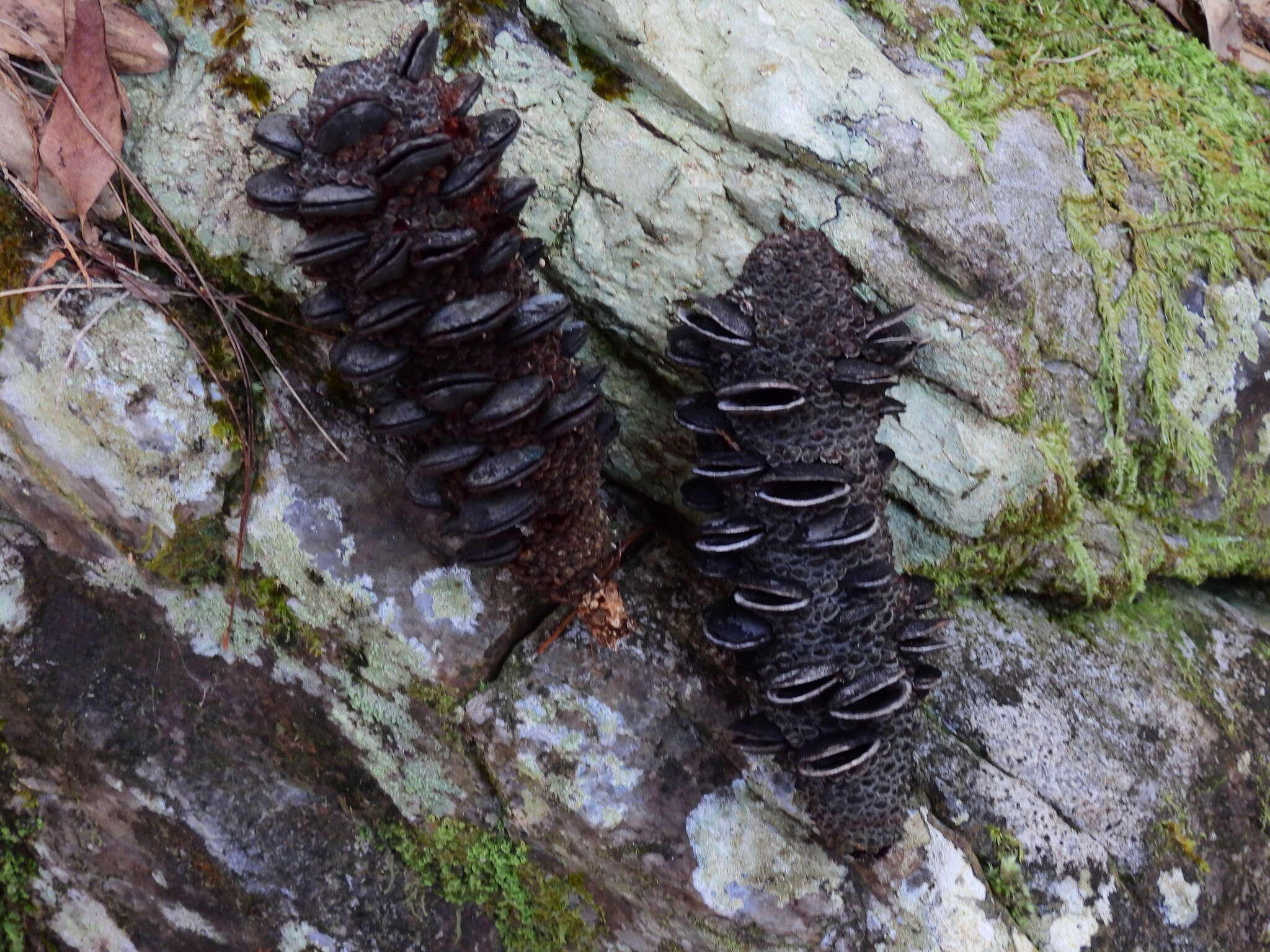 Image of northern banksia