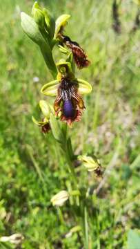 Image of Ophrys speculum subsp. lusitanica O. Danesch & E. Danesch