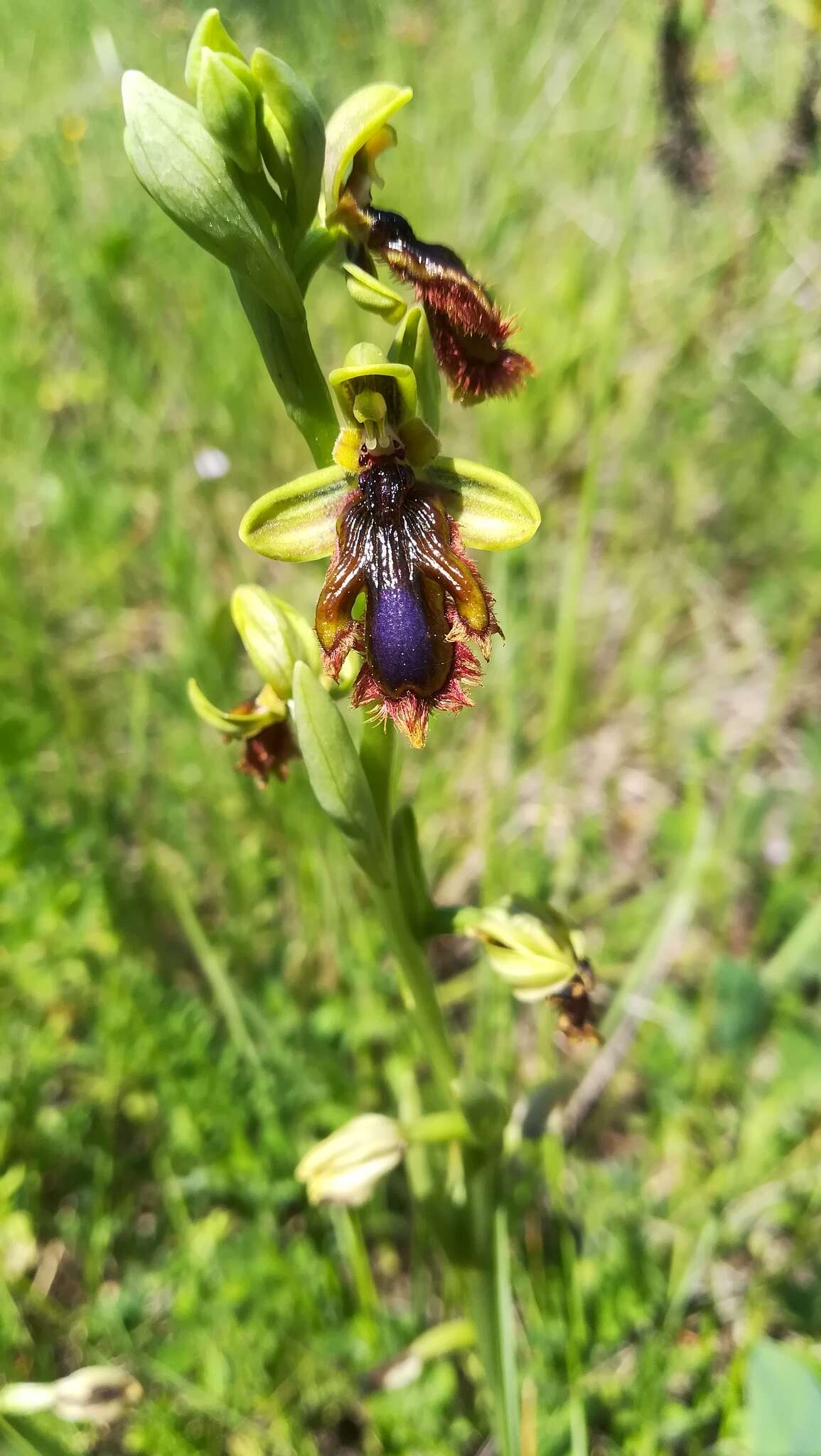 Image of Ophrys speculum subsp. lusitanica O. Danesch & E. Danesch