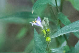 Image of smallflower wrightwort
