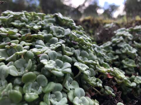 Image of broadleaf stonecrop