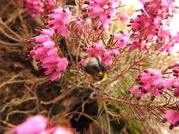 Image of Bombus jonellus (Kirby 1802)