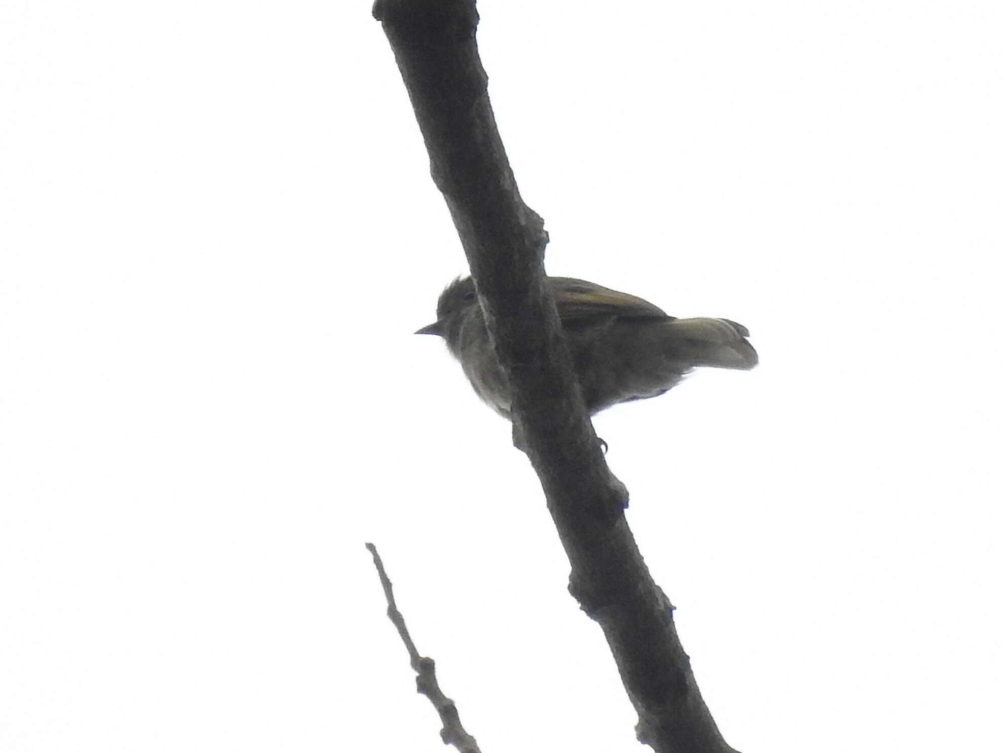 Image of Cassin's Honeybird