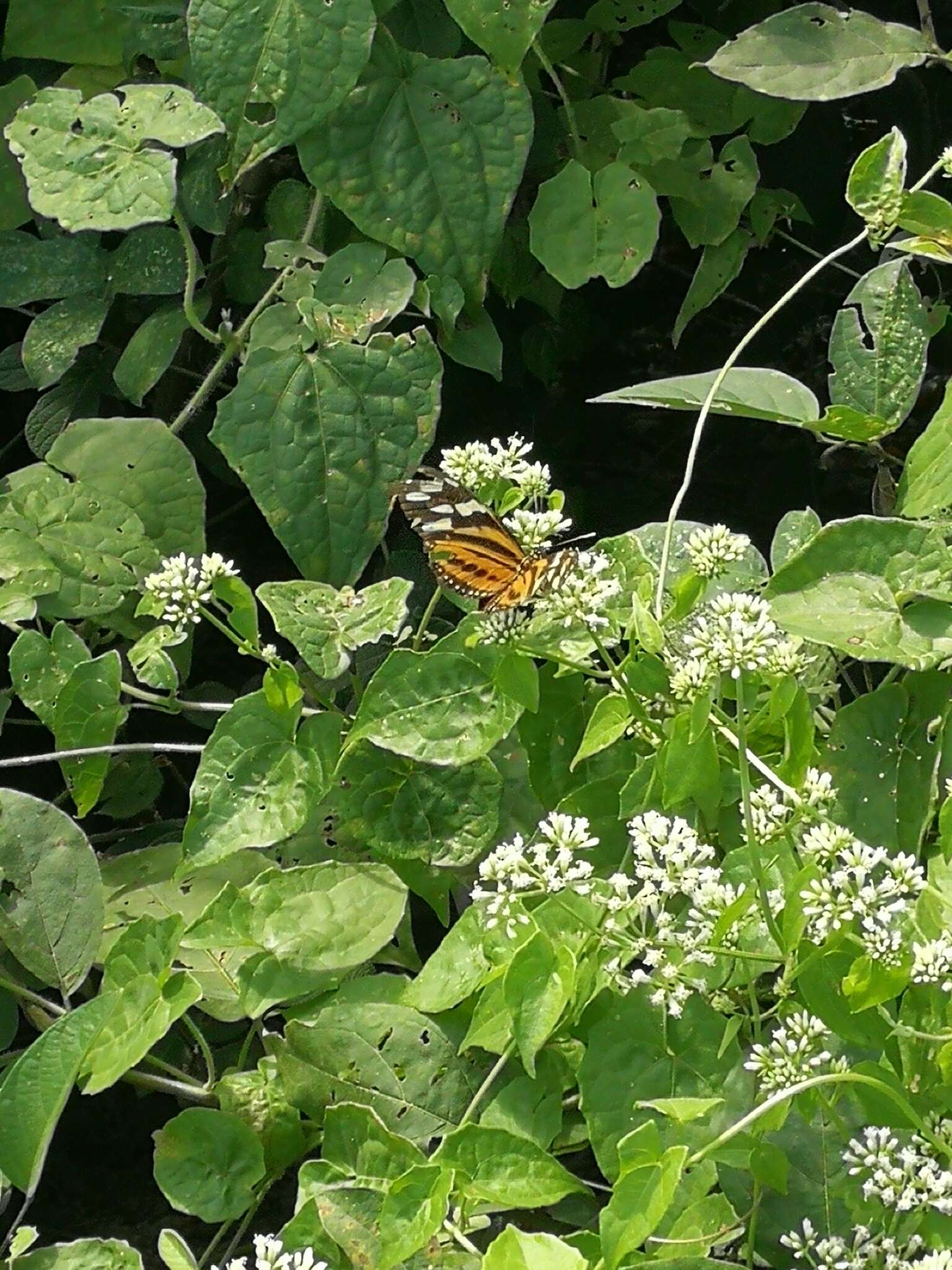 Image of Isabella’s Longwing