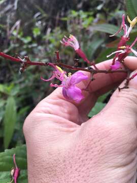 Image de Oxyspora paniculata (D. Don) DC.