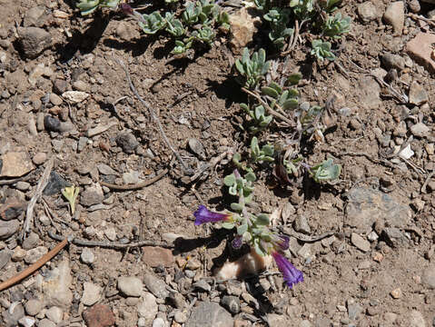 Image of Thompson's beardtongue