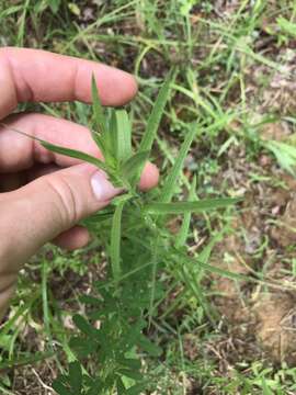 Image of lanceleaf ragweed