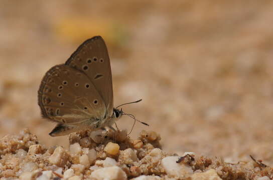 Image of Polyommatus admetus (Esper (1783))