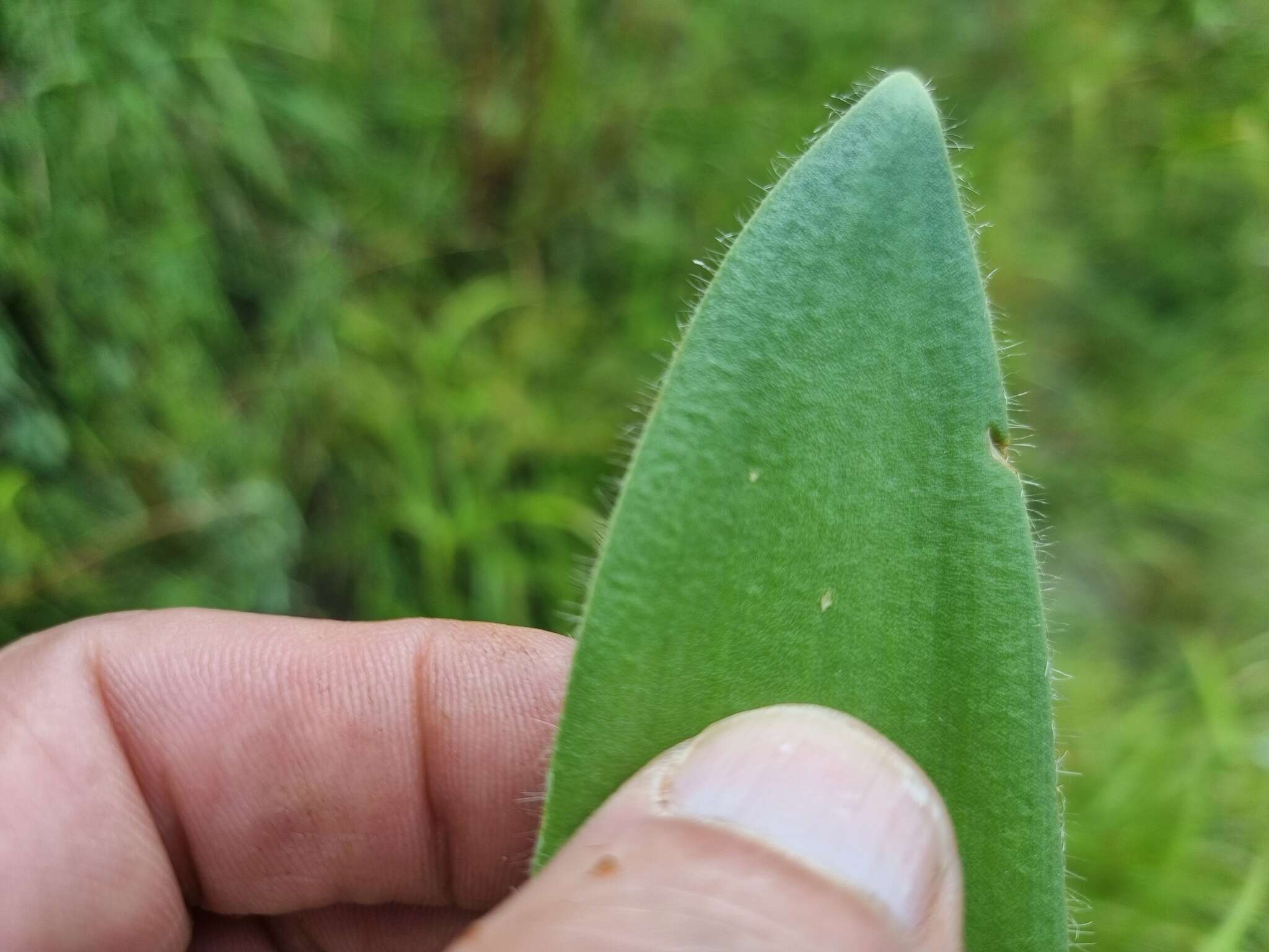 Imagem de Haemanthus humilis Jacq.