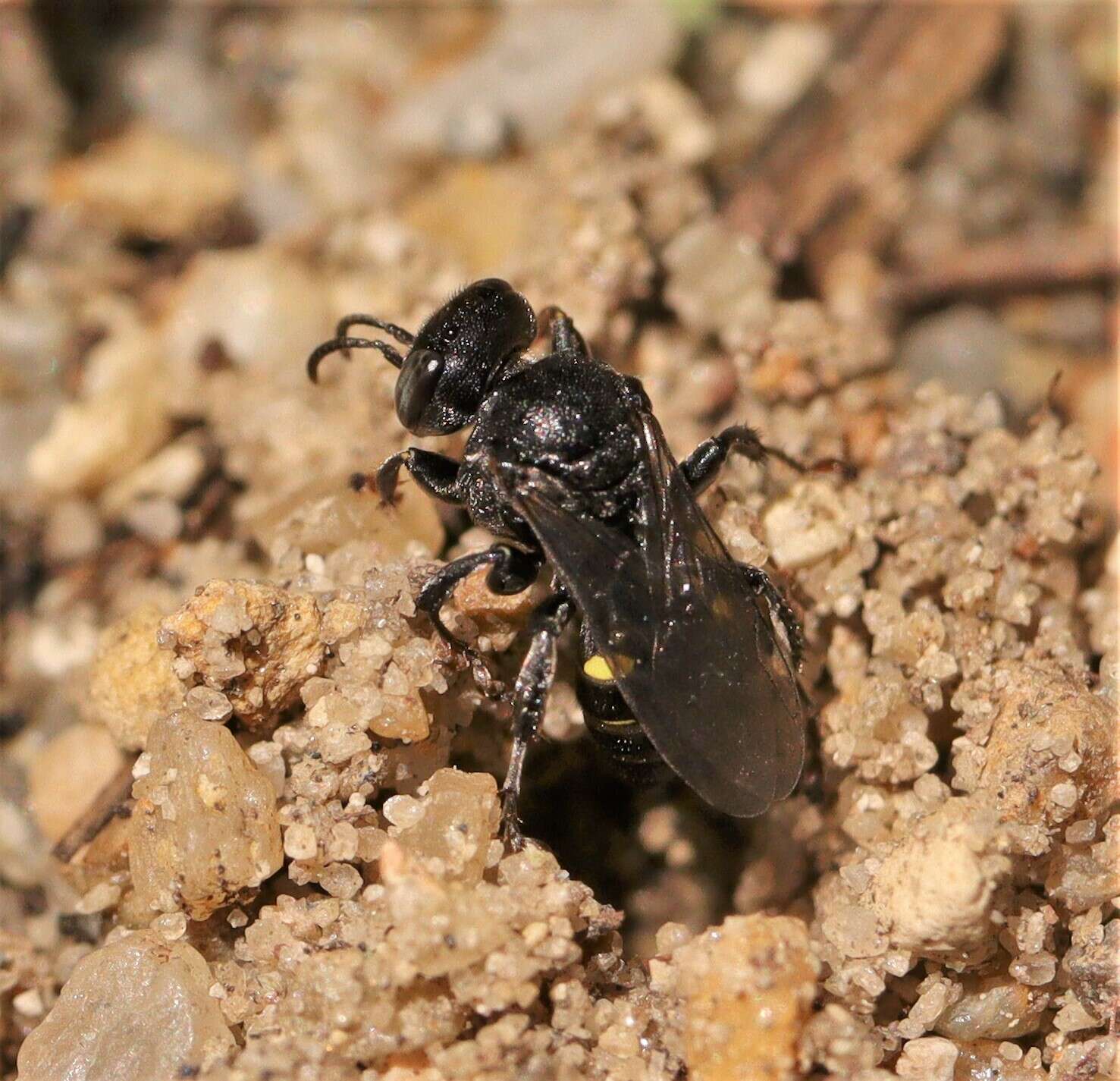 Oxybelus trispinosus (Fabricius 1787)的圖片