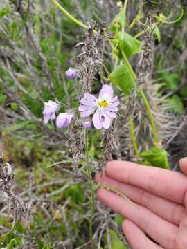 Image of Schizanthus porrigens subsp. borealis