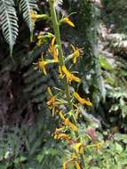 Image de Ligularia stenocephala (Maxim.) Matsum. & Koidz.