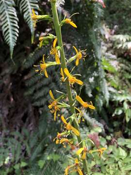 Image of ragwort