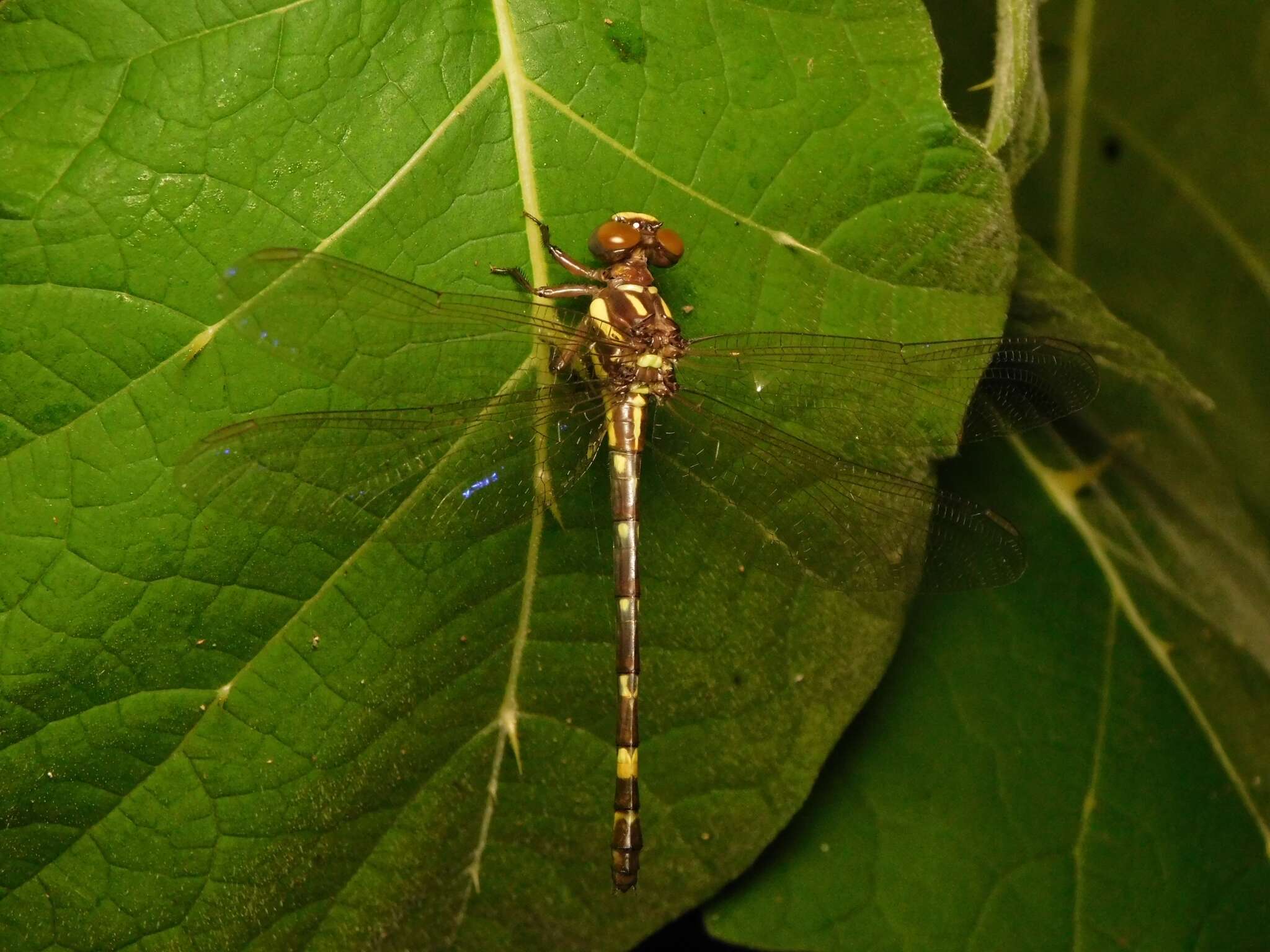 Image of Acrogomphus fraseri Laidlaw 1925