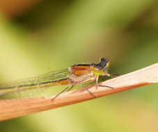 Ischnura pruinescens (Tillyard 1906) resmi