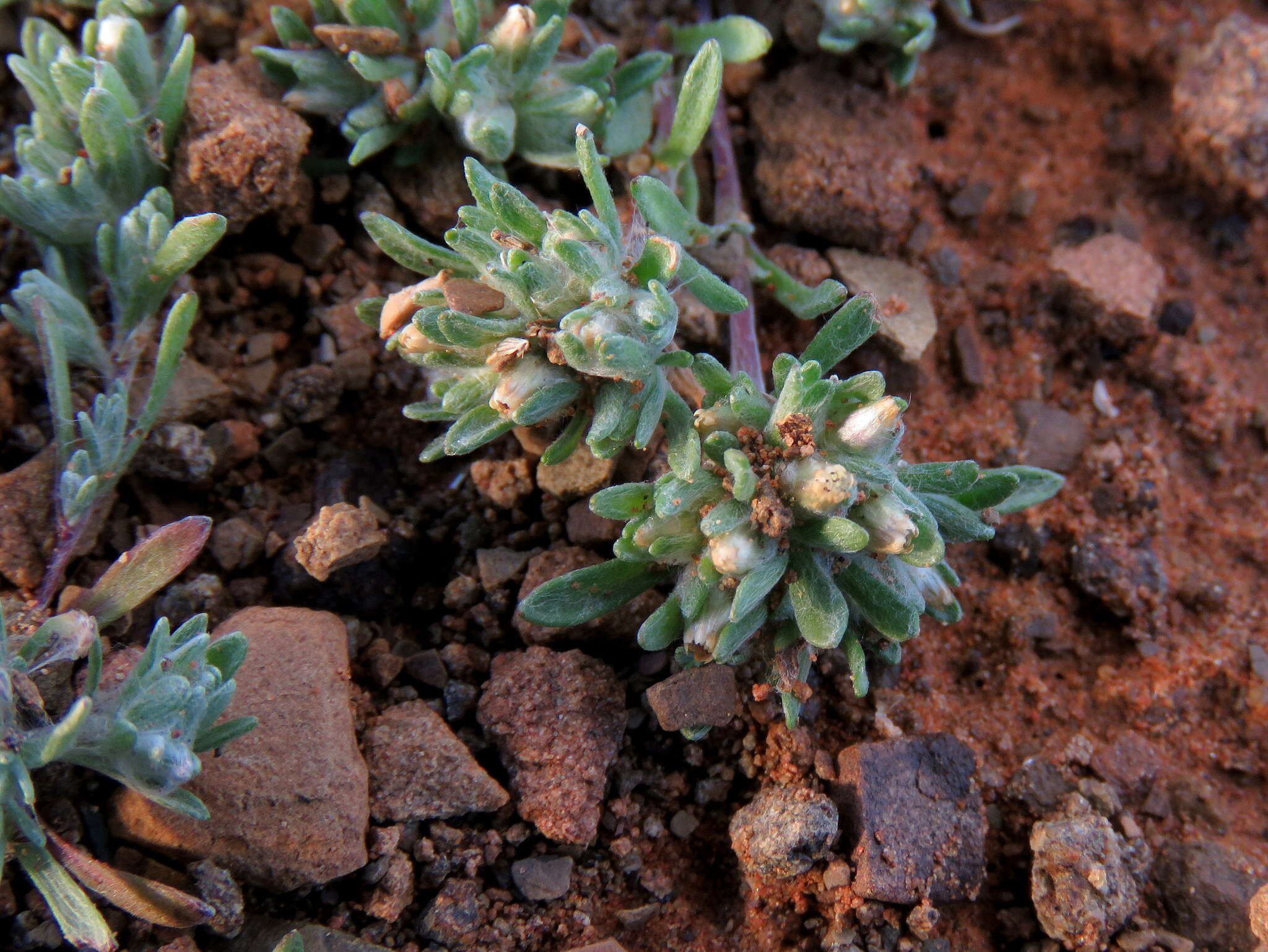 Image of Desert Cudweed