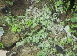 Image of waynea lichen