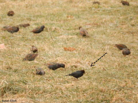 Image of Brown-headed Cowbird