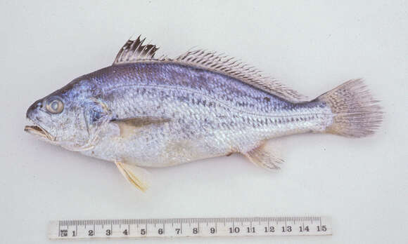 Image of Croaker