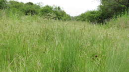 Image of Uruguayan needlegrass