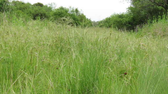 Image of Uruguayan needlegrass