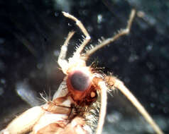 Image of Rhyacophila tucula Ross 1950