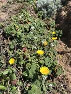 Image of Calendula suffruticosa Vahl